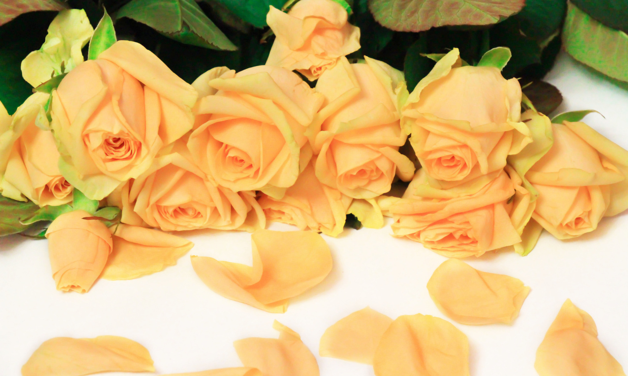 Flower Quote