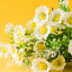 Flower Quotes