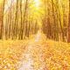 Forest Quotes