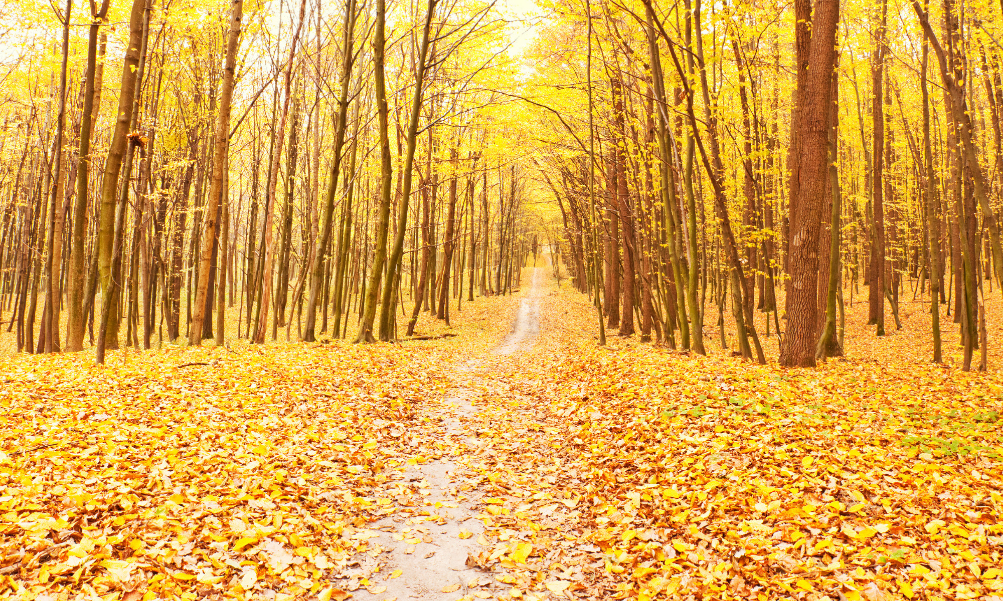 Forest Quotes