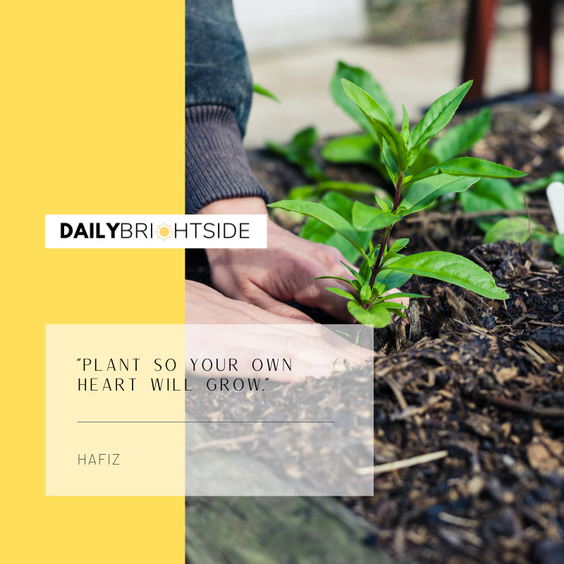 Hafiz Garden Quotes