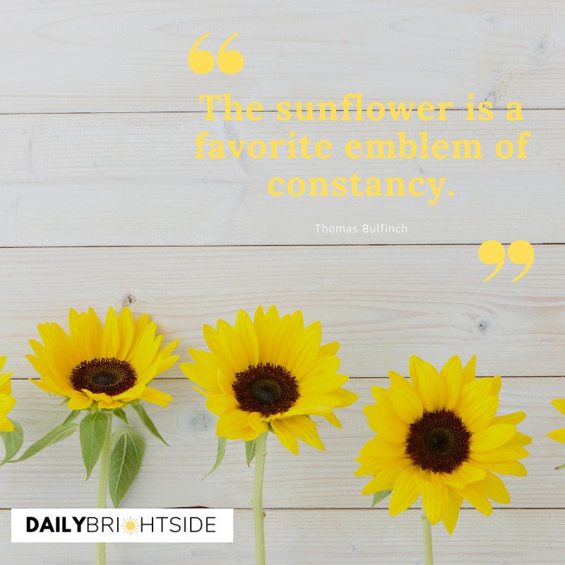 sunflower quotes