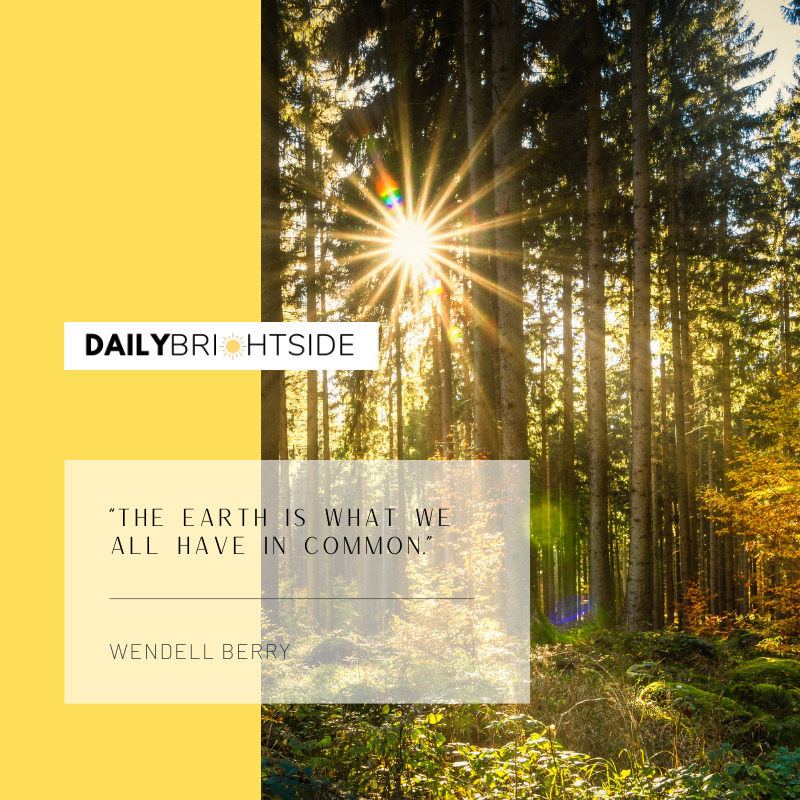 Wendell Berry Forest Quotes