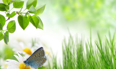 Green Quotes