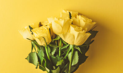 Rose Quotes