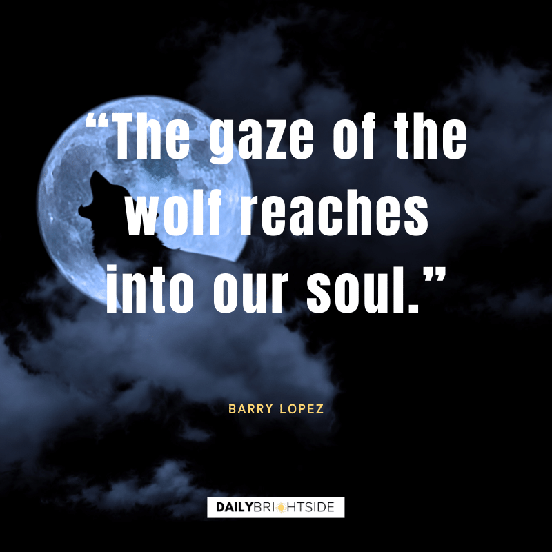 wolf quotes