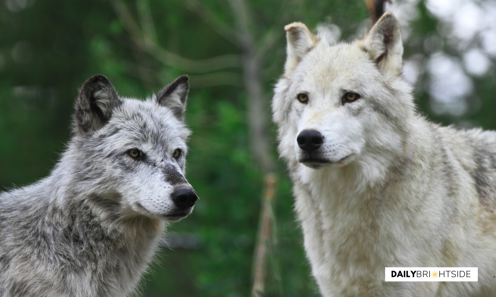 Wolf quotes