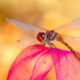 dragonfly quotes