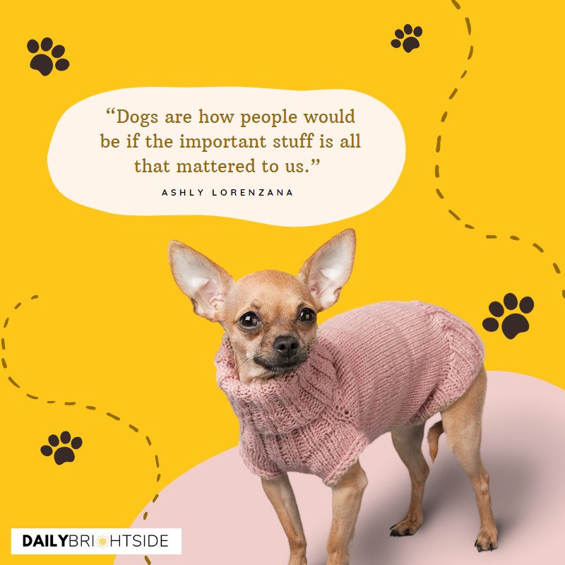 Dog Quotes 