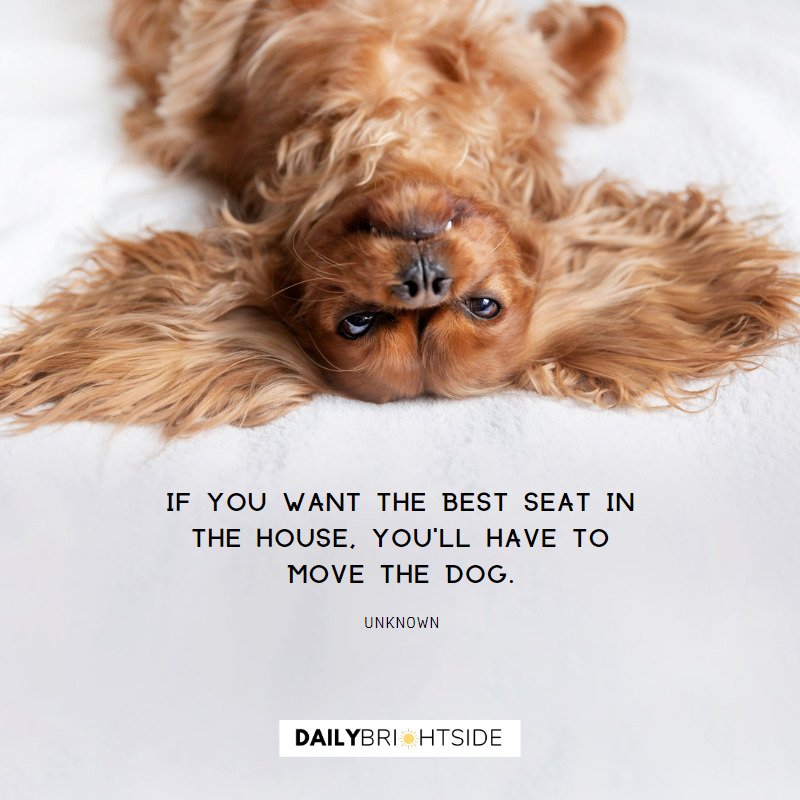 Funny Dog Quotes