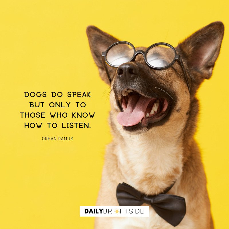 Funny Dog Quotes