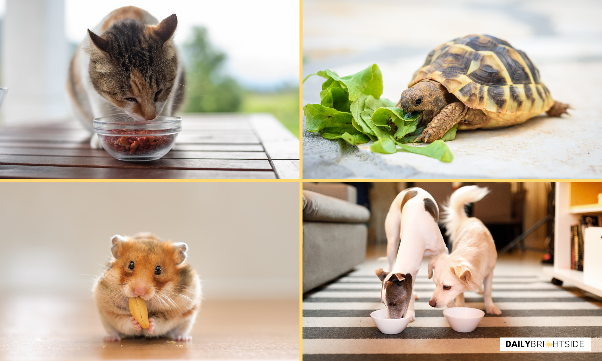 Maintain Your Pet's Health