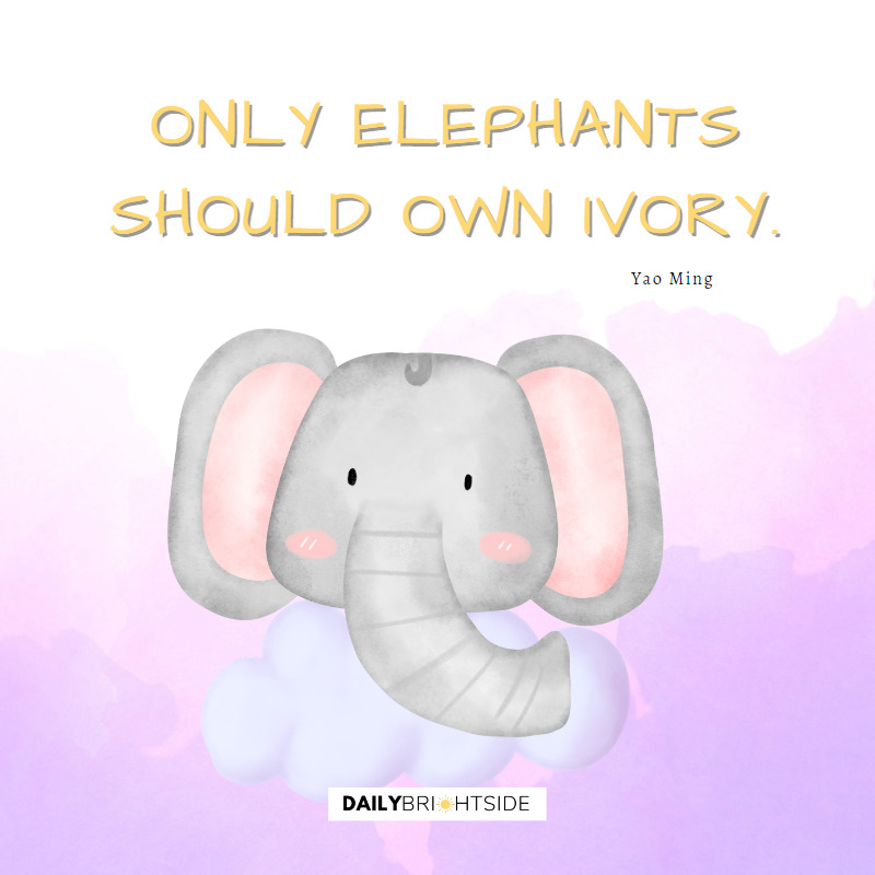 Elephant Quotes